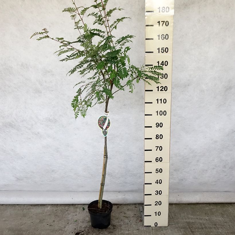 Ejemplar de Sorbus arnoldiana Pink Veil - Serbal Maceta 4L/5LAltura de entrega aprox. 170cm entregado en verano