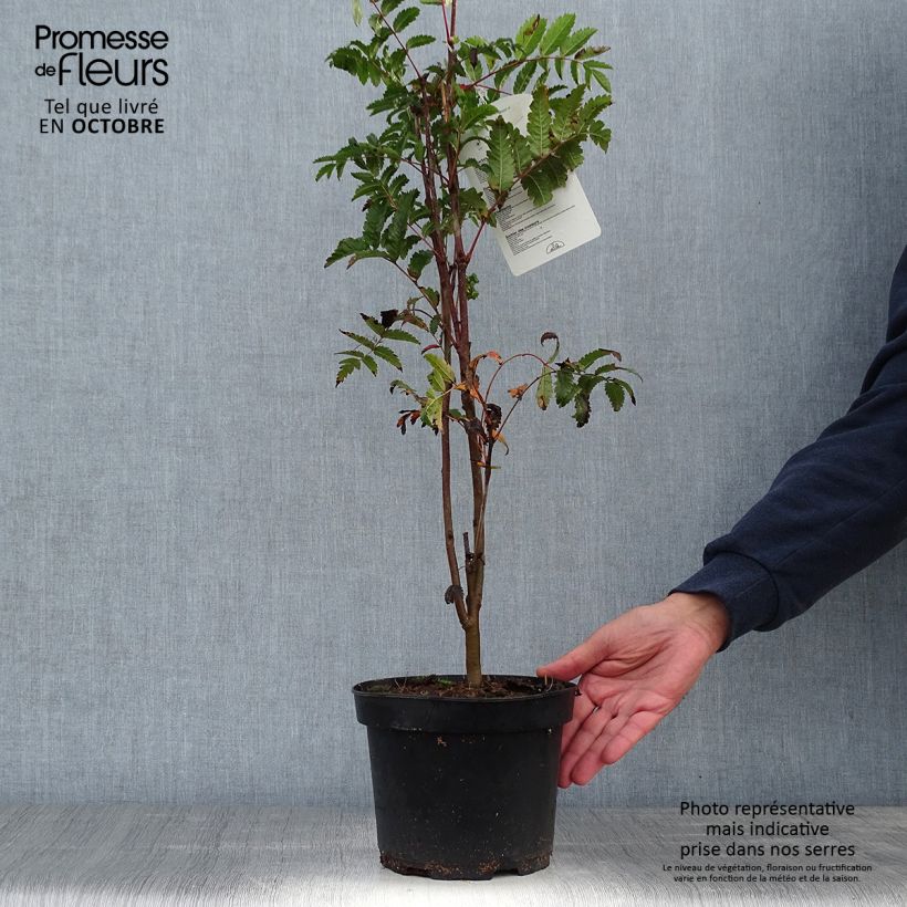 Ejemplar de Sorbus aucuparia - Serbal de cazadores Maceta 2L/3L entregado en otoño