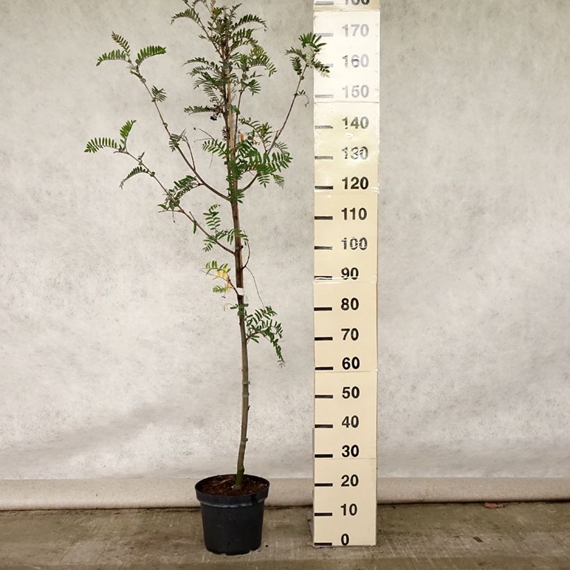 Ejemplar de Sorbus scalaris - Serbal Maceta 7,5L/10LAltura de entrega aprox. 150/170cm entregado en verano