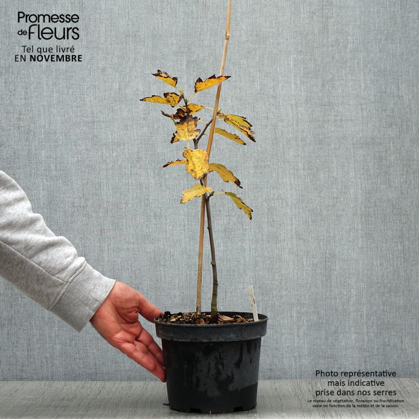 Ejemplar de Sorbus torminalis - Mostajo Maceta 3L/4L entregado en otoño
