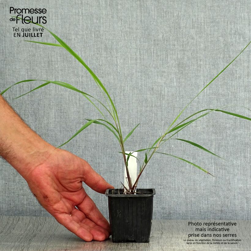 Ejemplar de Sorghastrum nutans - Plumilla nodosa Maceta de 8/9 cm entregado en verano