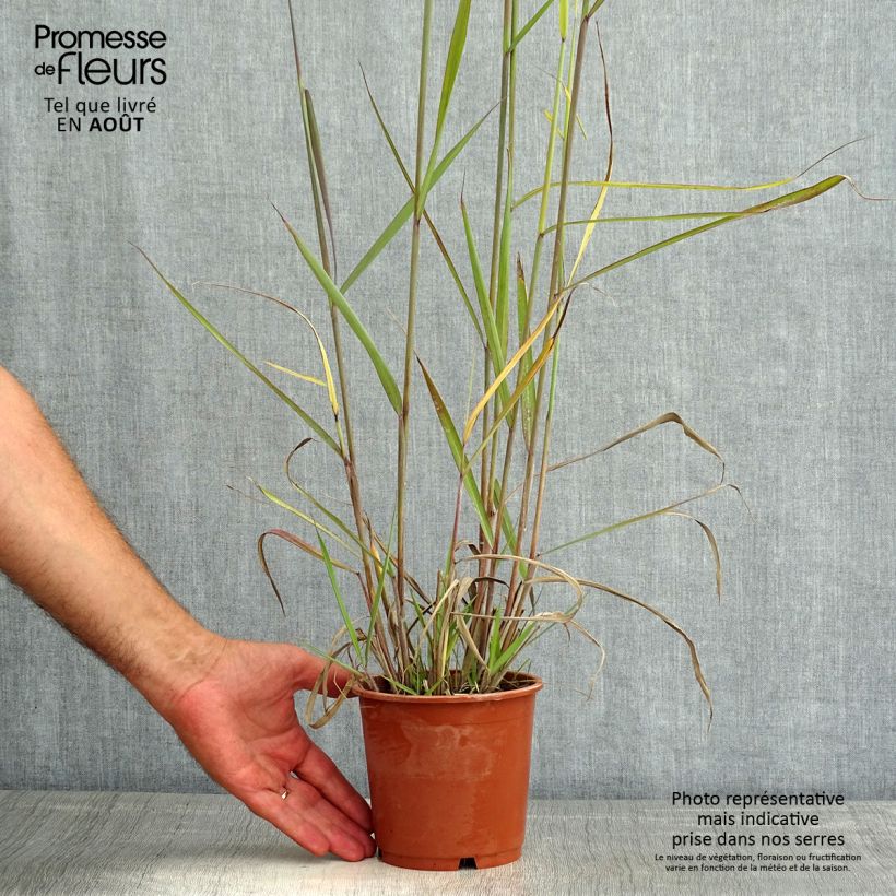Ejemplar de Sorghastrum nutans Sioux Blue - Plumilla nodosa Maceta 1L/1,5L entregado en verano