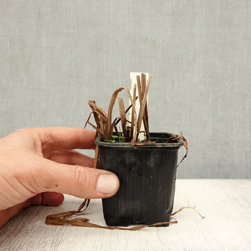 Ejemplar de Sparganium erectum Maceta de 8/9 cm entregado en otoño