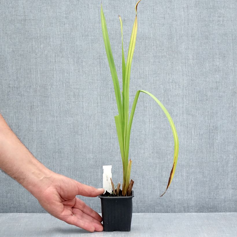 Ejemplar de Sparganium erectum Maceta de 8/9 cm entregado en verano