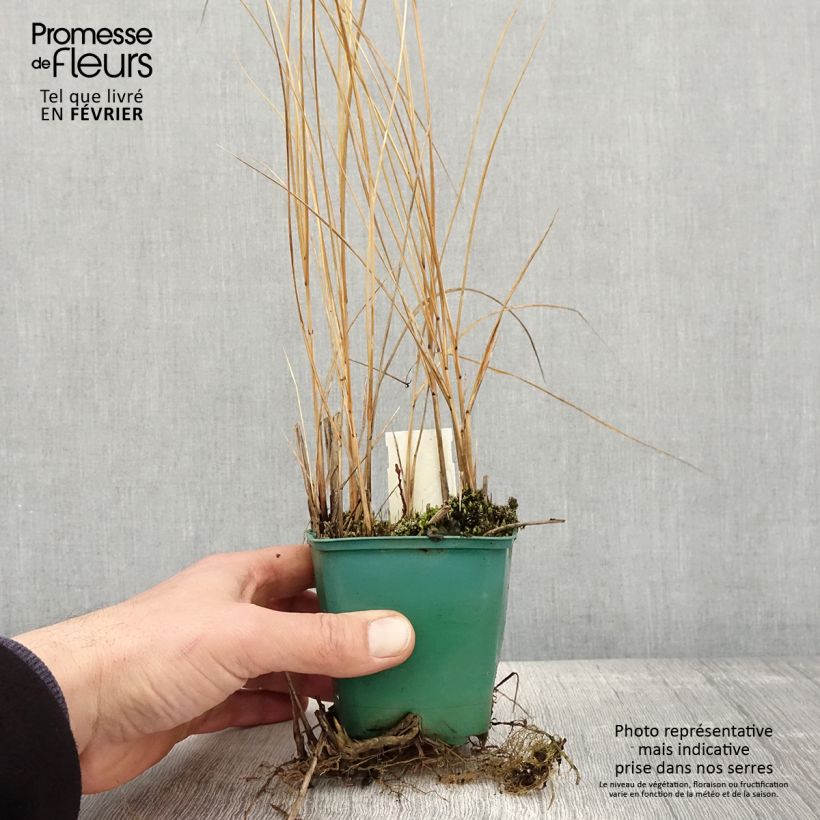 Spartina pectinata Aureomarginata Maceta de 8/9 cm Ejemplar entregado en invierno