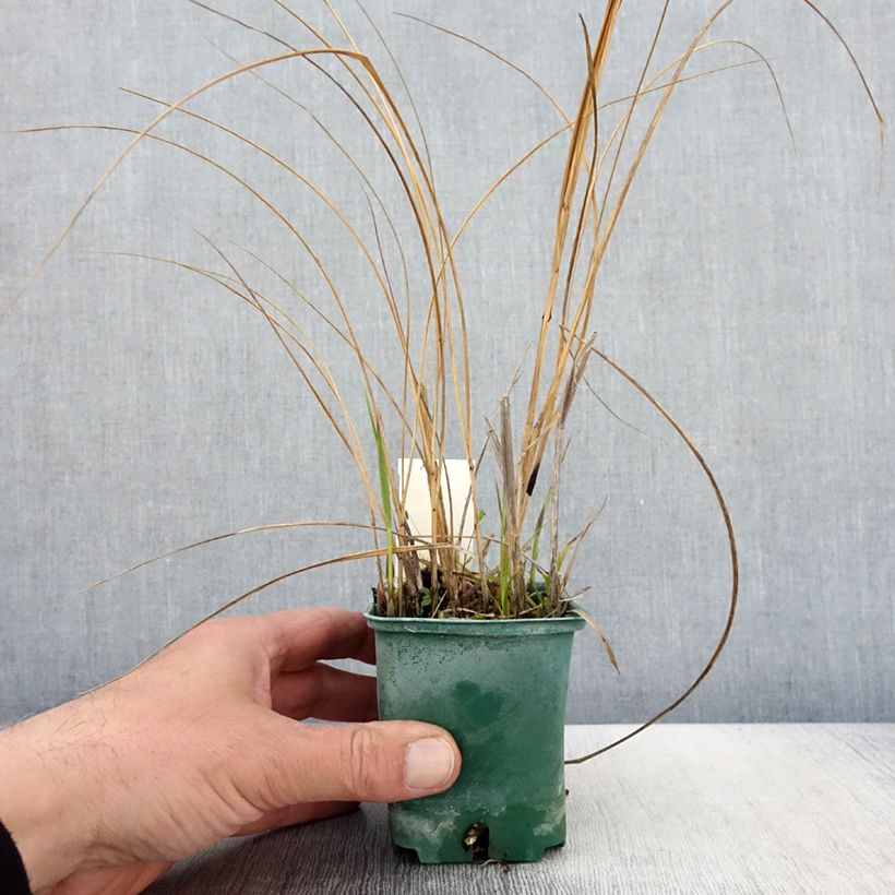 Spartina pectinata Aureomarginata - Spartine pectinée panachée Godet de 8/9 cm Ejemplar entregado en la primavera