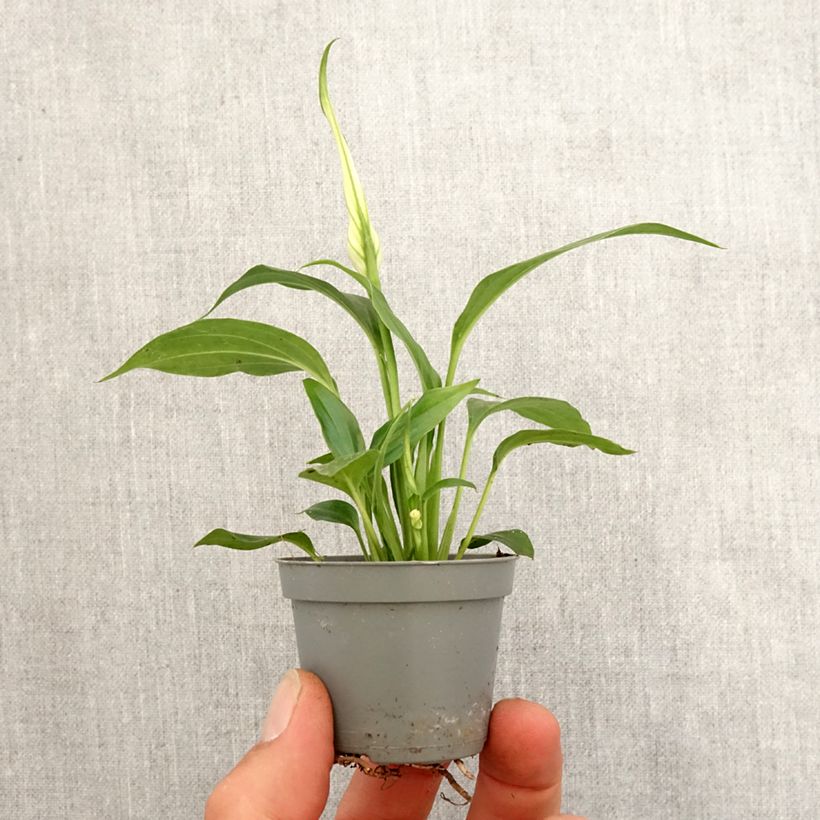 Spathiphyllum Tanni Mini-plante Ejemplar entregado en la primavera
