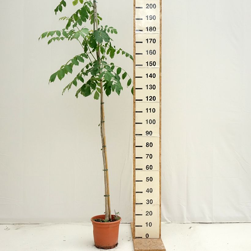 Ejemplar de Spathodea campanulata - Tulipier du Gabon Maceta 7,5L/10L entregado en verano