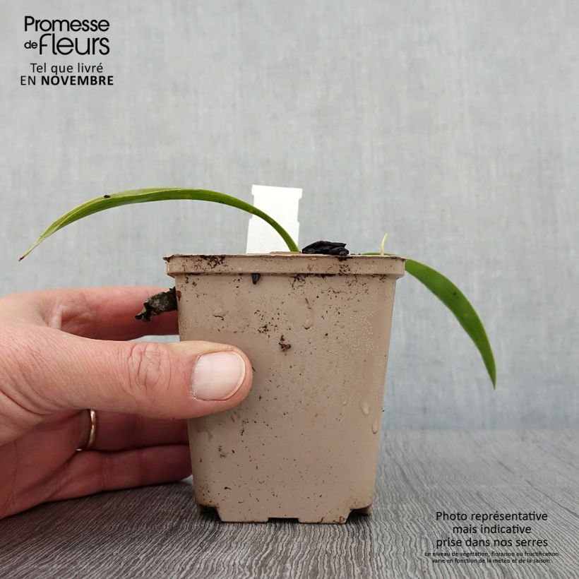Ejemplar de Speirantha convallarioides Maceta de 8/9 cm entregado en otoño
