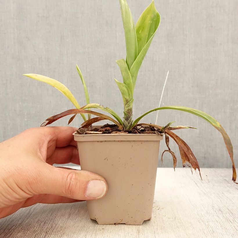 Speirantha convallarioides - Muguet de Chine Godet de 8/9 cm Ejemplar entregado en la primavera