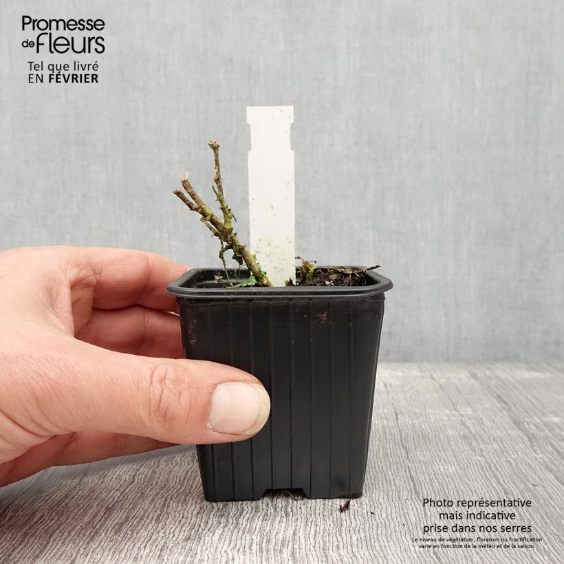 Sphaeralcea Charmeuse Maceta de 8/9 cm Ejemplar entregado en invierno