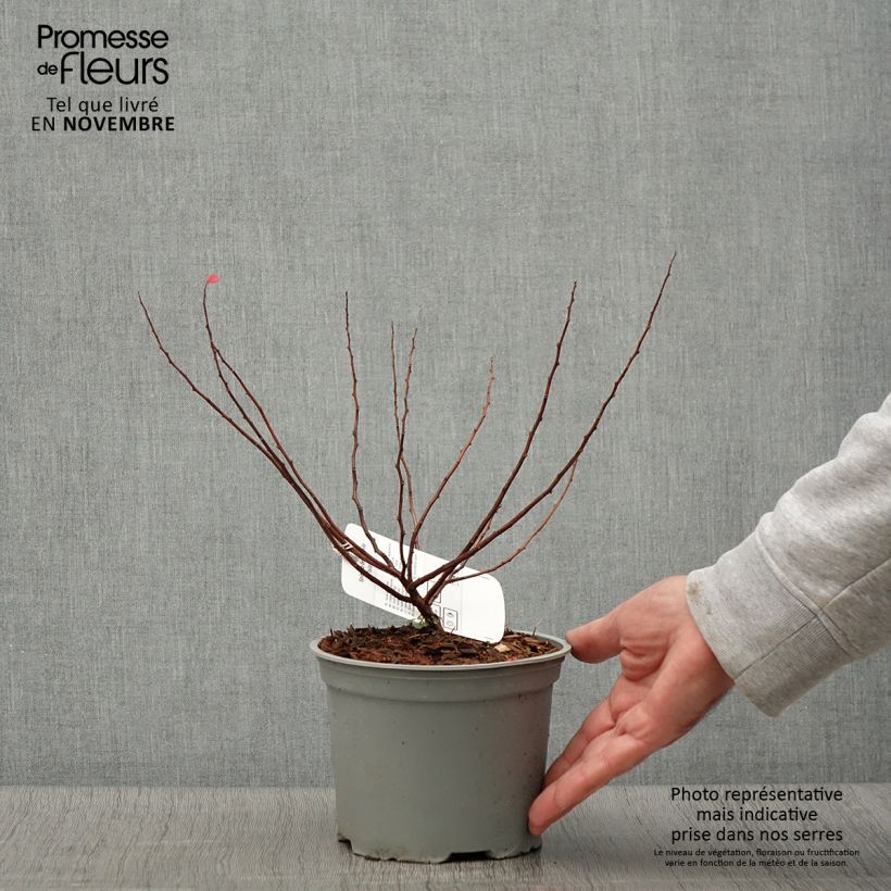 Ejemplar de Espirea betulifolia Island Maceta 2L/3L entregado en otoño