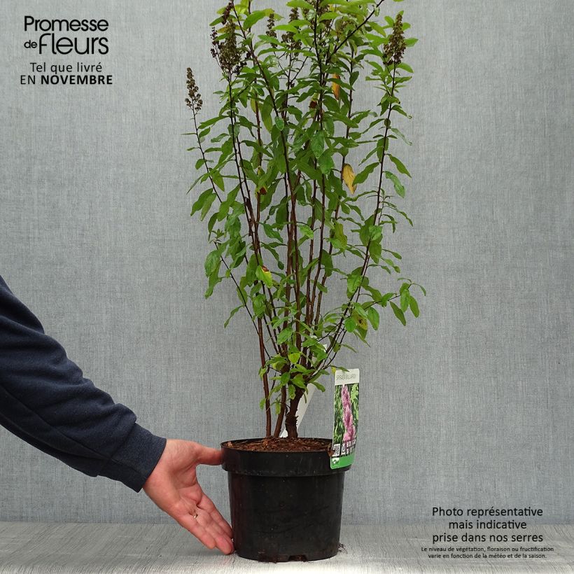 Ejemplar de Espirea billiardii Maceta 3L/4L entregado en otoño