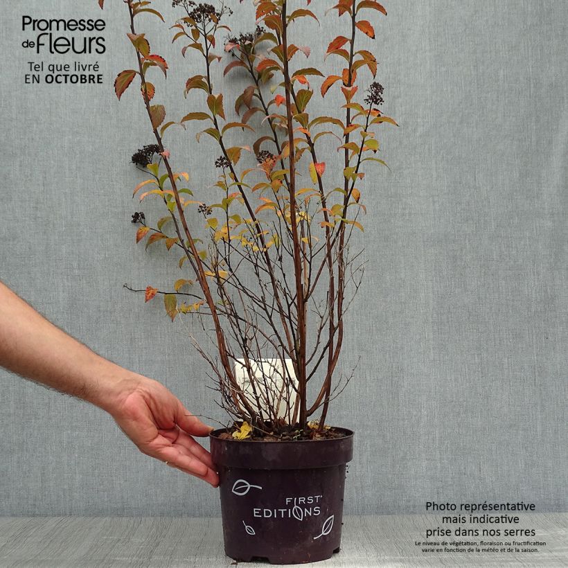 Ejemplar de Espirea bumalda Superstar Maceta 3L/4L entregado en otoño