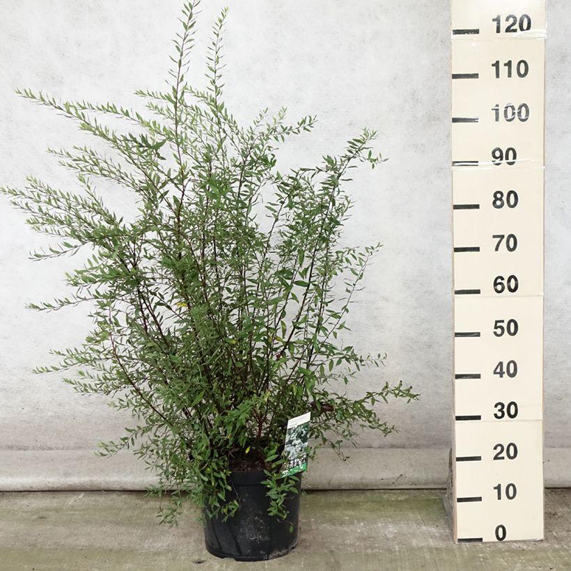 Ejemplar de Espirea cinerea Graciosa Maceta 7,5L/10L entregado en verano