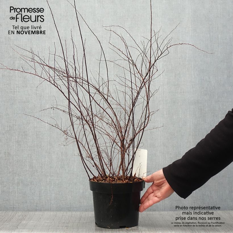 Ejemplar de Espirea cinerea Graciosa Maceta 2L/3L entregado en otoño