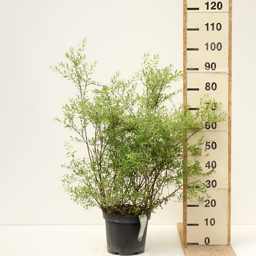 Espirea cinerea Grefsheim Maceta 7,5L/10L Ejemplar entregado en la primavera