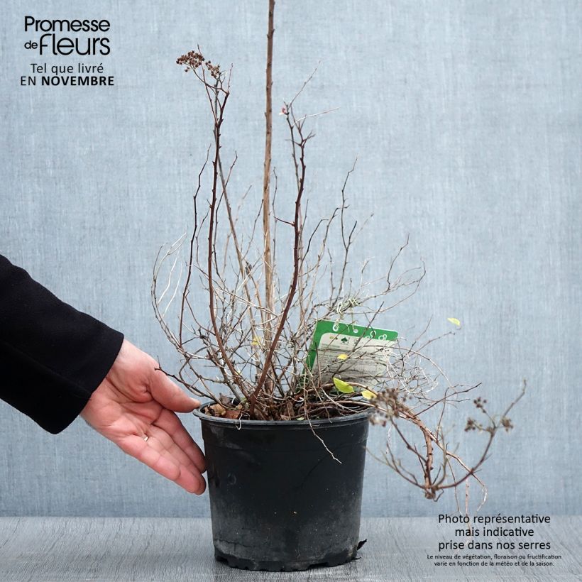 Ejemplar de Espirea japonica Merlo Green - Espirea del Japón Maceta 2L/3L entregado en otoño