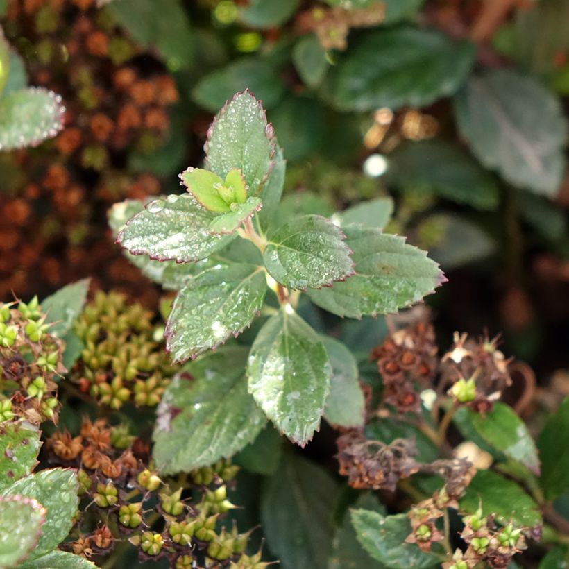 Espirea japonica Odessa - Espirea del Japón (Follaje)