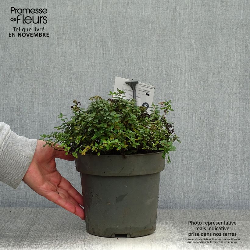 Ejemplar de Espirea japonica Odessa - Espirea del Japón Maceta 2L/3L entregado en otoño
