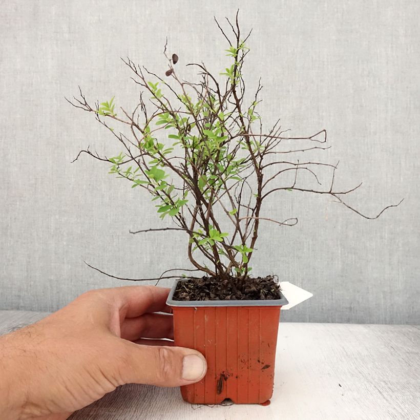 Ejemplar de Espirea nipponica Snowmound Maceta de 8/9 cm entregado en verano