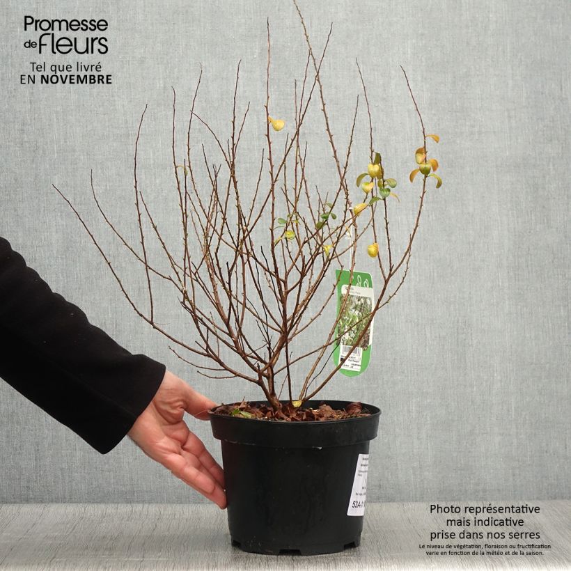 Ejemplar de Espirea prunifolia Plena Maceta 2L/3L entregado en otoño
