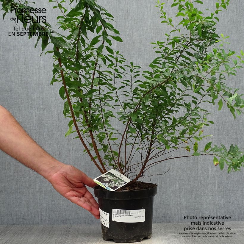Ejemplar de Espirea thunbergii Fujino Pink Maceta 3L/4L entregado en otoño
