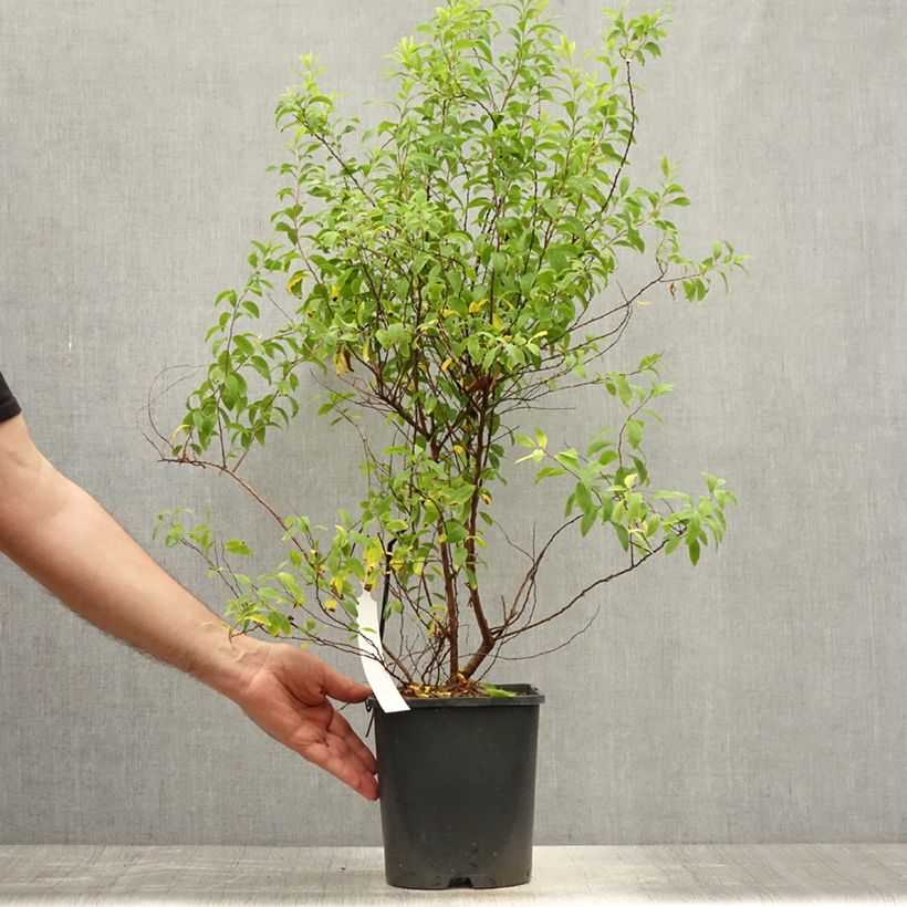 Ejemplar de Espirea thunbergii Fujino Pink Maceta 3L/4LAltura de entrega aprox. 60/70cm entregado en verano