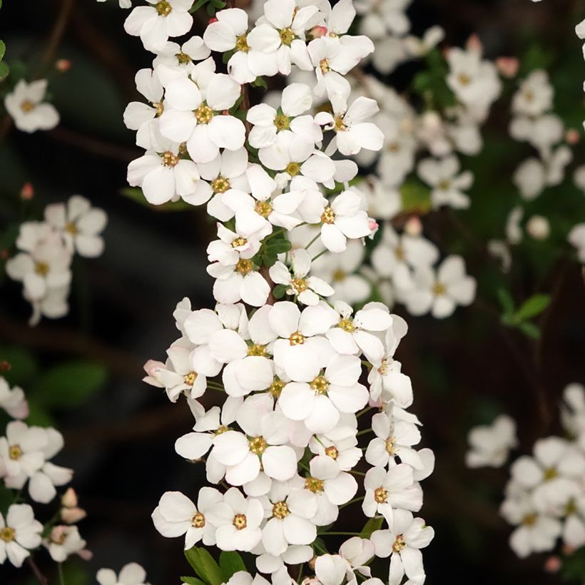 Espirea thunbergii Fujino Pink (Floración)