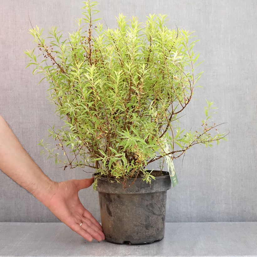 Espirea thunbergii Mount Fuji Maceta 4L/5LAltura de entrega aprox. 40/50cm Ejemplar entregado en la primavera