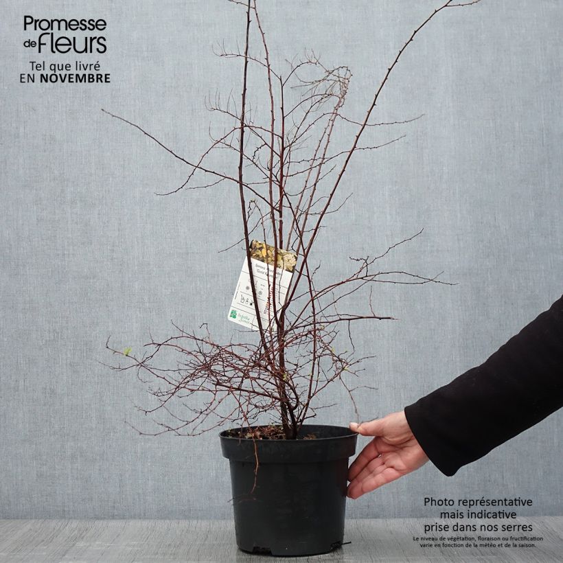 Ejemplar de Espirea vanhouttei Gold Fountain - Espírea Maceta 3L/4L entregado en otoño