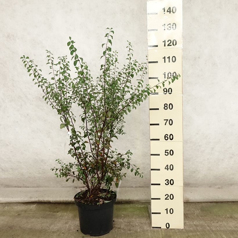 Ejemplar de Espirea vanhouttei - Espírea Maceta 7,5L/10LAltura de entrega aprox. 80+cm entregado en verano