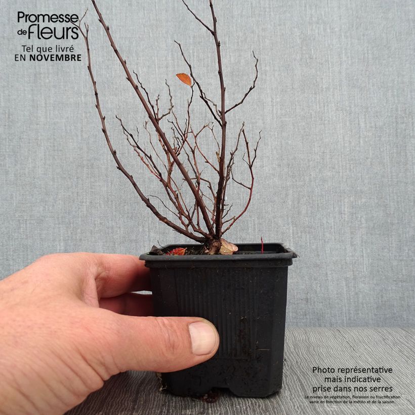 Ejemplar de Espirea betulifolia Tor Maceta de 8/9 cm entregado en otoño