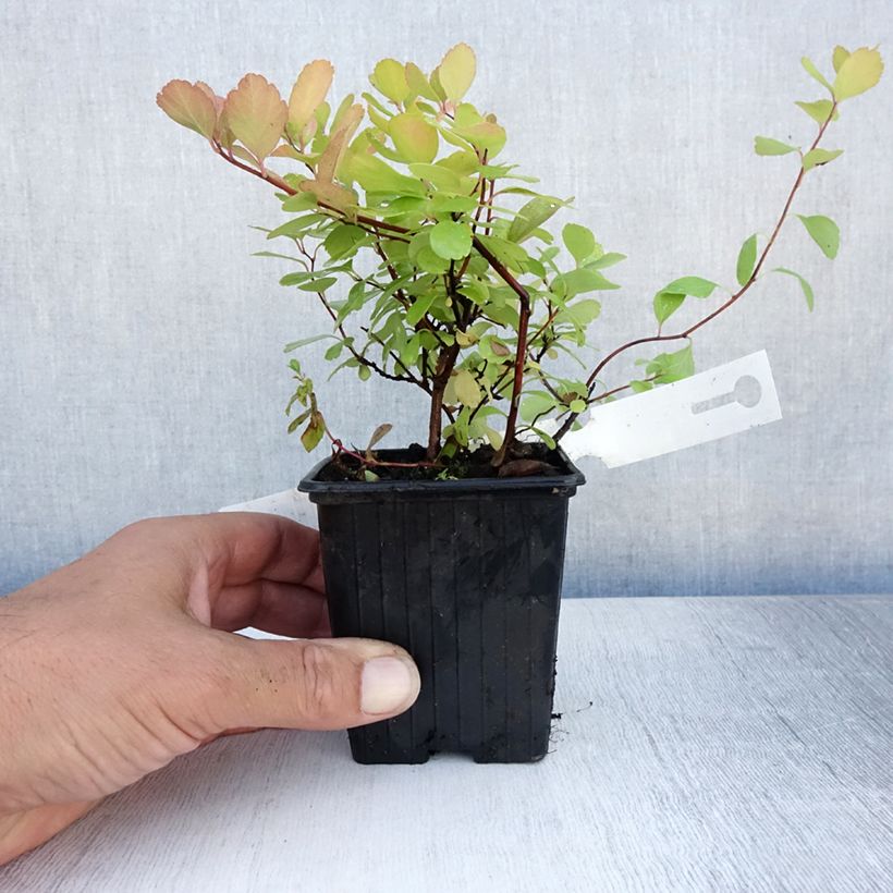 Ejemplar de Espirea betulifolia Tor Maceta de 8/9 cmAltura de entrega aprox. 10/15cm entregado en verano