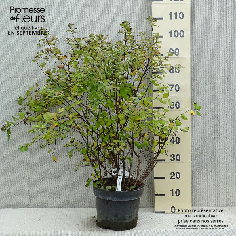 Ejemplar de Espirea betulifolia Tor Maceta 7,5L/10L entregado en otoño
