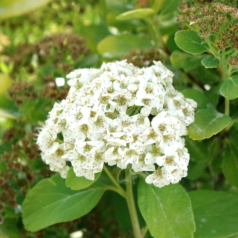 Espirea betulifolia Tor Gold (Floración)