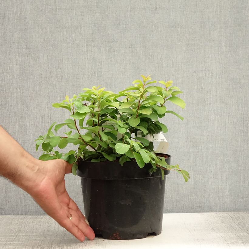 Ejemplar de Espirea betulifolia Tor Gold Maceta 3L/4LAltura de entrega aprox. 30+/-cm entregado en verano