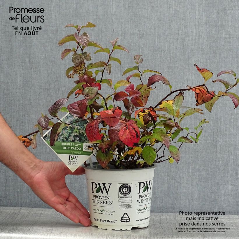 Ejemplar de Espirea japonica Double Play Kazoo - Espirea del Japón Maceta 2L/3L entregado en verano