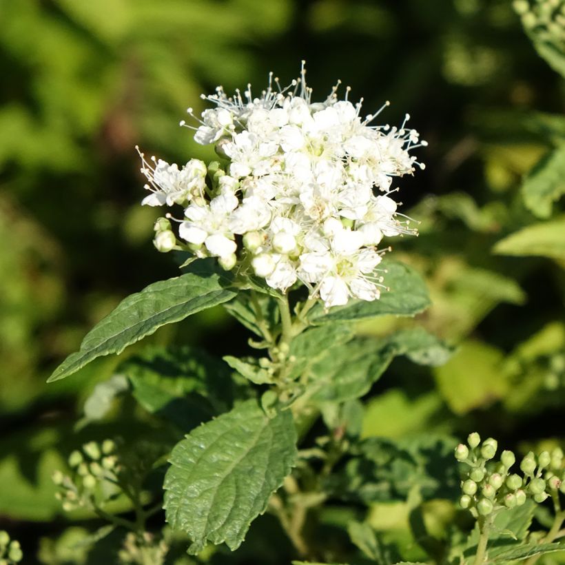 Espirea japonica Albiflora - Espirea del Japón (Floración)
