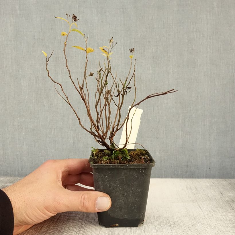 Ejemplar de Espirea japonica Albiflora - Espirea del Japón Maceta de 8/9 cm entregado en otoño