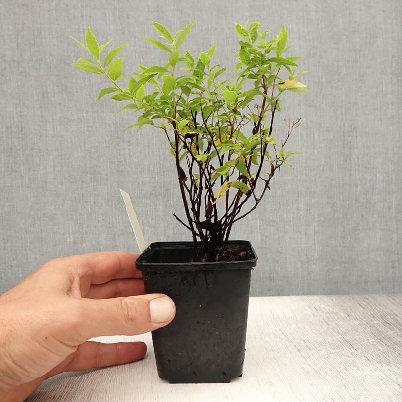 Ejemplar de Espirea japonica Albiflora - Espirea del Japón Maceta de 8/9 cm entregado en verano