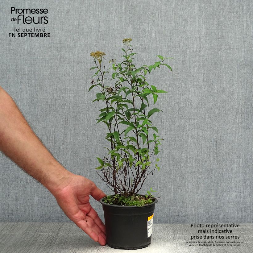 Ejemplar de Espirea japonica Anthony Waterer - Espirea del Japón Maceta 1L/1,5L entregado en otoño