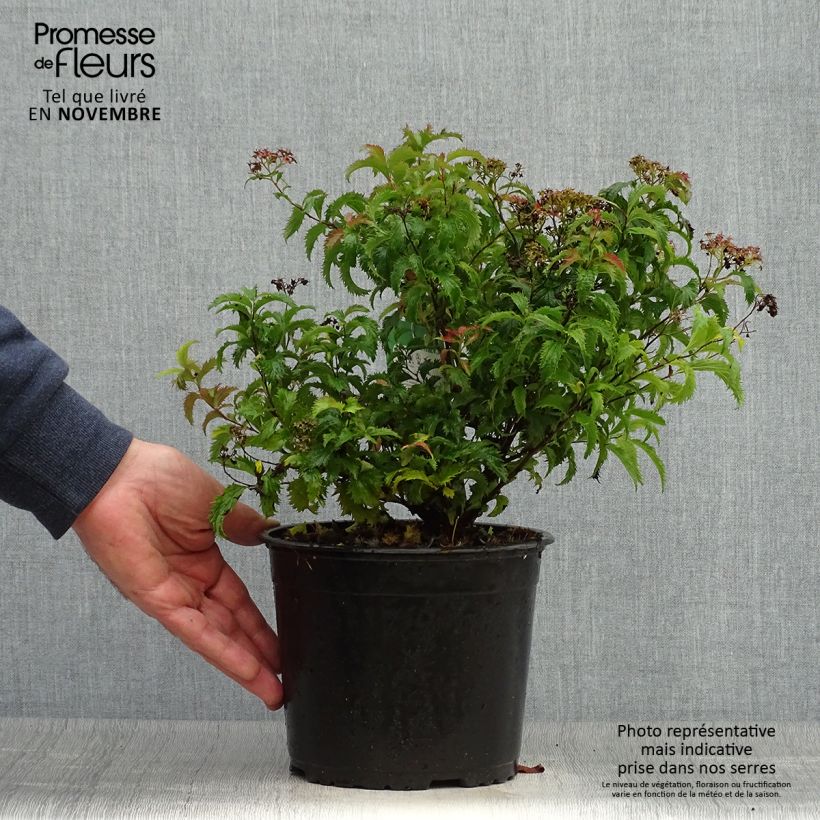 Ejemplar de Espirea japonica Crispa - Espirea del Japón Maceta 2L/3L entregado en otoño