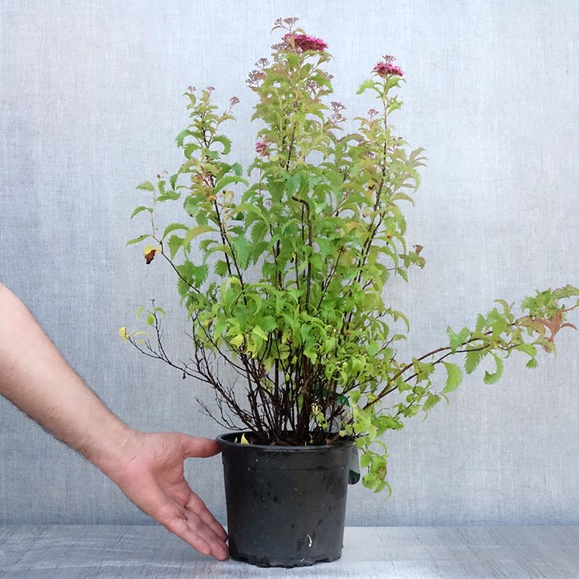 Ejemplar de Espirea japonica Crispa - Espirea del Japón Maceta 2L/3LAltura de entrega aprox. 20/30cm entregado en verano