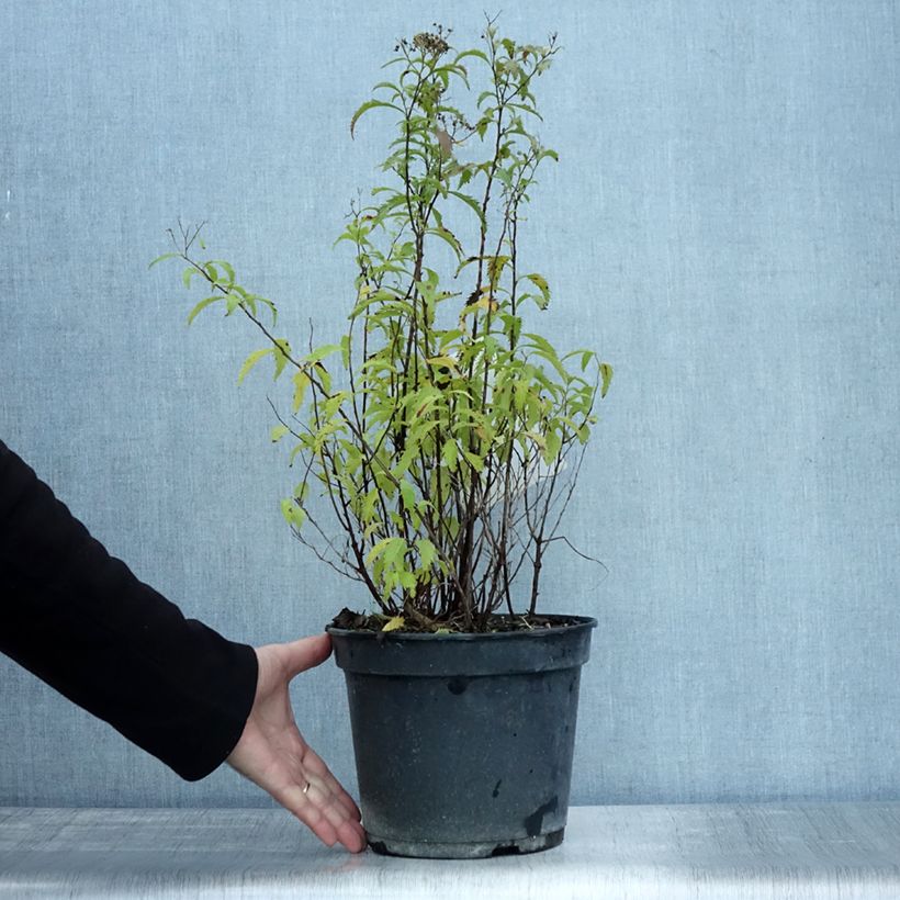 Ejemplar de Espirea japonica Crispa - Espirea del Japón Maceta 3L/4L entregado en otoño