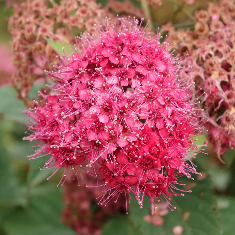 Spirée japonaise Double Play Doozie - Spiraea japonica (Floración)