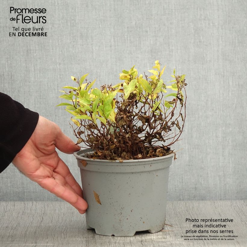 Ejemplar de Espirea japonica Double Play Gold - Espirea del Japón Maceta 2L/3L entregado en otoño