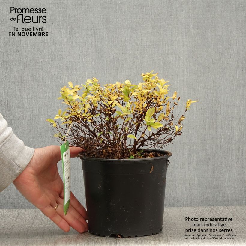 Ejemplar de Espirea japonica Golden Princess - Espirea del Japón Maceta 2L/3L entregado en otoño
