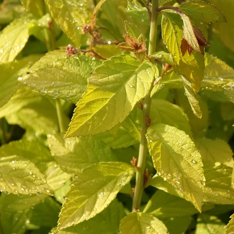 Espirea japonica Golden Princess - Espirea del Japón (Follaje)