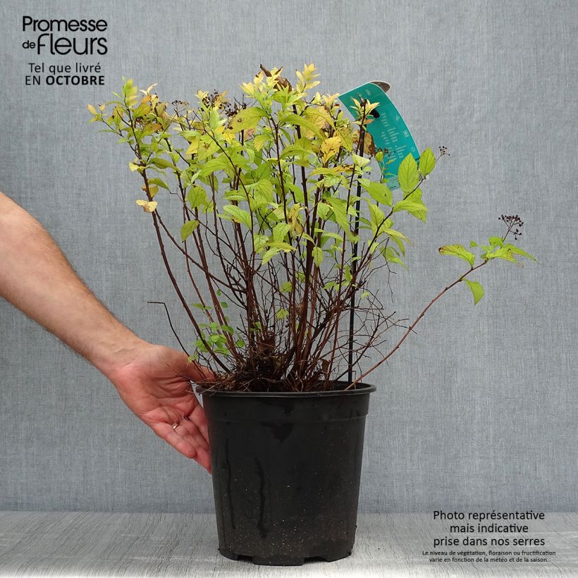 Ejemplar de Espirea japonica Goldflame - Espirea del Japón Maceta 7,5L/10L entregado en otoño